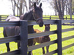good looking horse fence