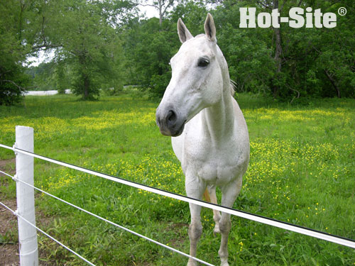 Hot Site Electric Horse Fence