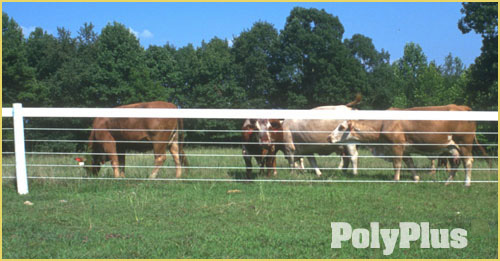 PolyPlus cattle, livestock and horse wire fencing photograph.