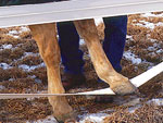 horse standing on fence rail