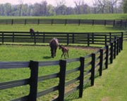 black centaur htp horse fence
