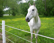 Long Shot of Fence