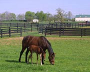 Centaur HTP Black Fence
