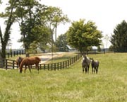 Black Centaur HTP Horse Fence