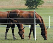 Horses Behind White Lightning Electric Fence